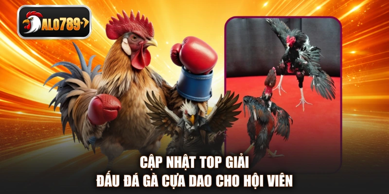 Cập nhật top giải đấu đá gà cựa dao cho hội viên