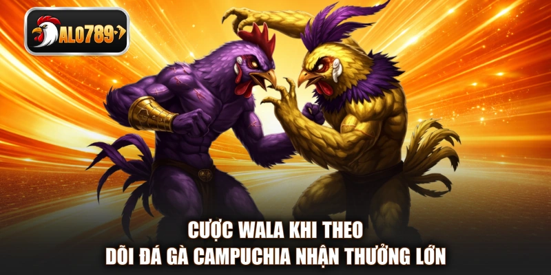 Cược Wala khi theo dõi đá gà Campuchia nhận thưởng lớn