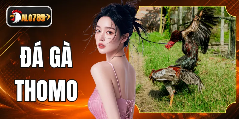 Đá Gà Thomo